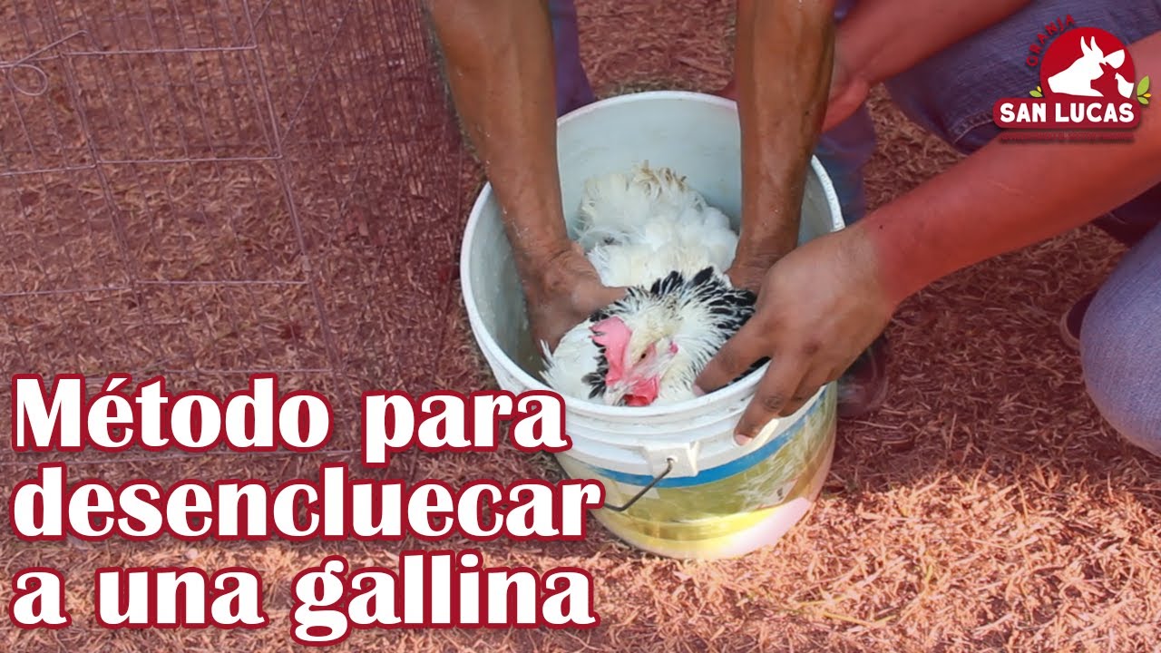 &iquest;C&oacute;mo quitarle lo clueca a una gallina? | Granja San Lucas