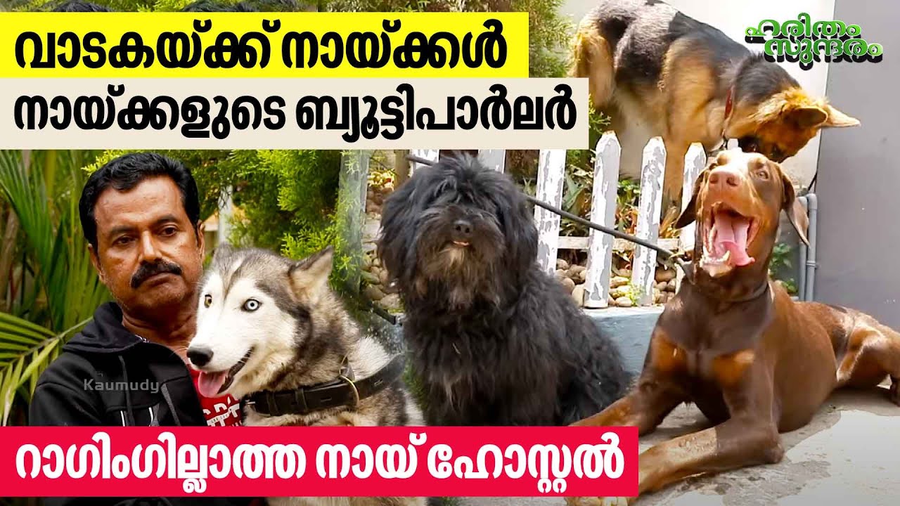 പേയാട് കമാൻഡോ സുരേഷിൻ്റെ കെന്നൽ കാഴ്ചകൾ | Dogs hostels and Training centre | Haritham Sundaram EP475