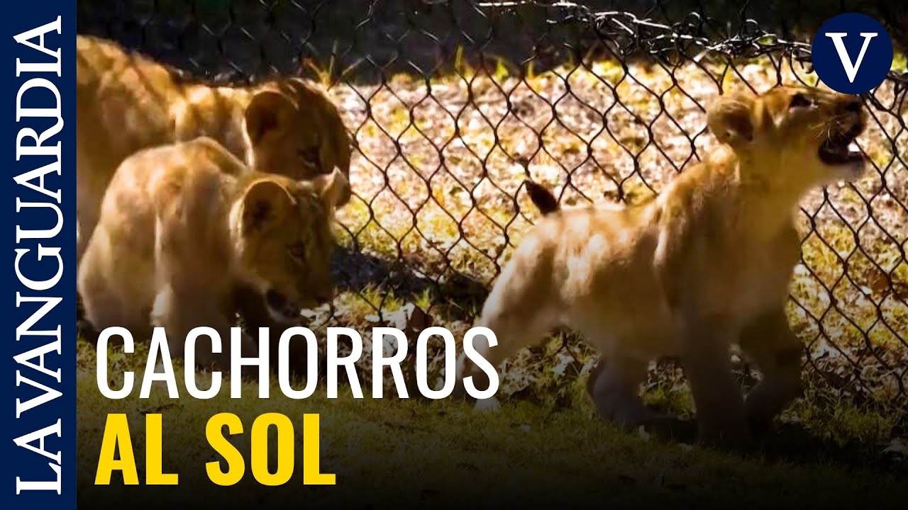 Los cachorros de león debutan al sol en el zoológico de Audubon de Nueva Orleans