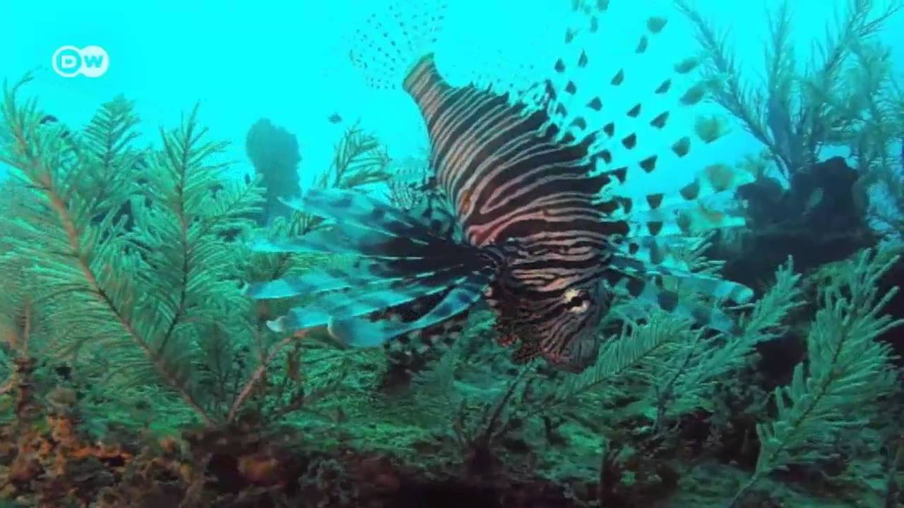 Belize f&auml;ngt den giftigen Rotfeuerfisch ein | Global Ideas