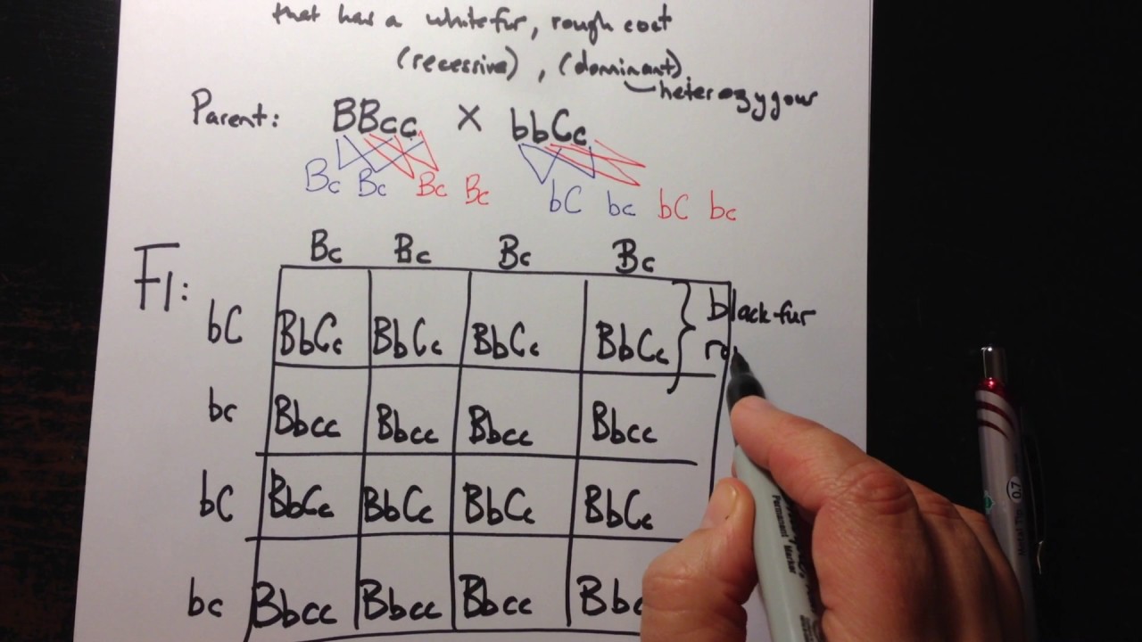 Dihybrid Crosses using a Punnett Square