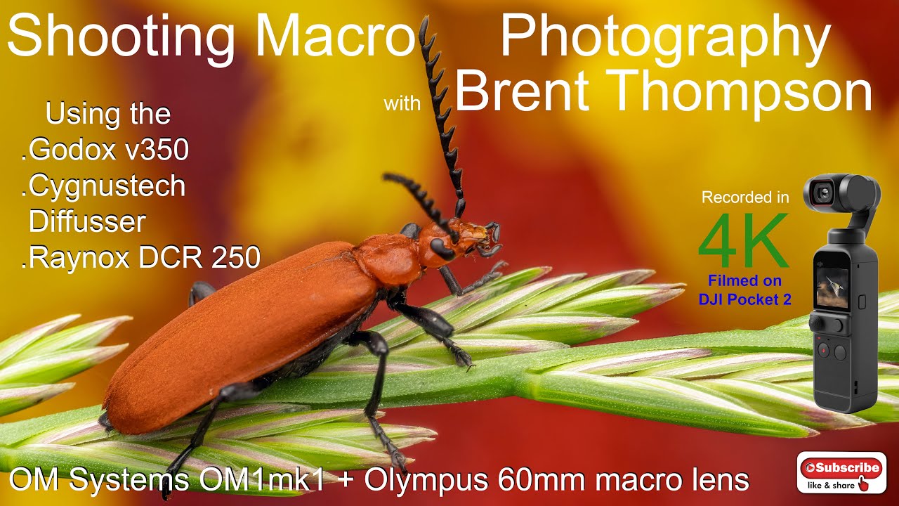 Macro Photography with  OM1 mk1 + Olympus 60mm macro  Cygnustech Diffuser and Godox V350 super flash