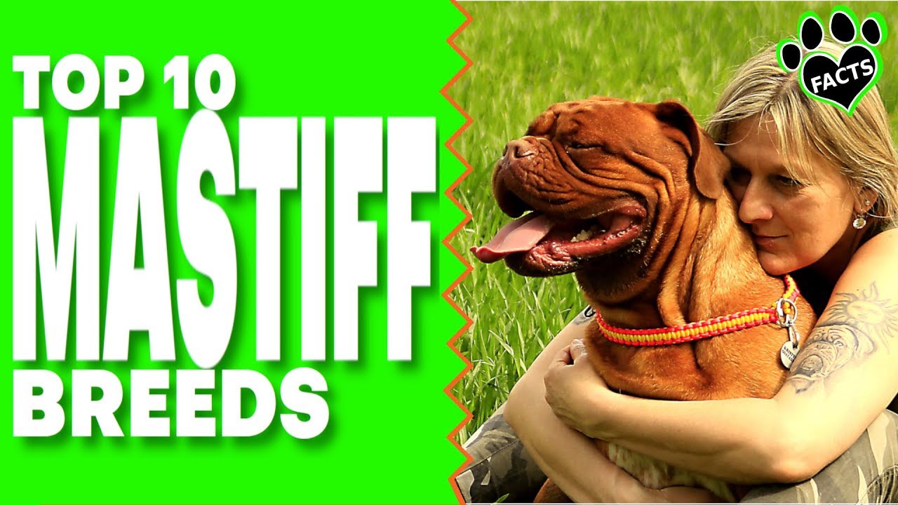 Top 10 Best Mastiff Dog Breeds - World's Strongest Dogs 101