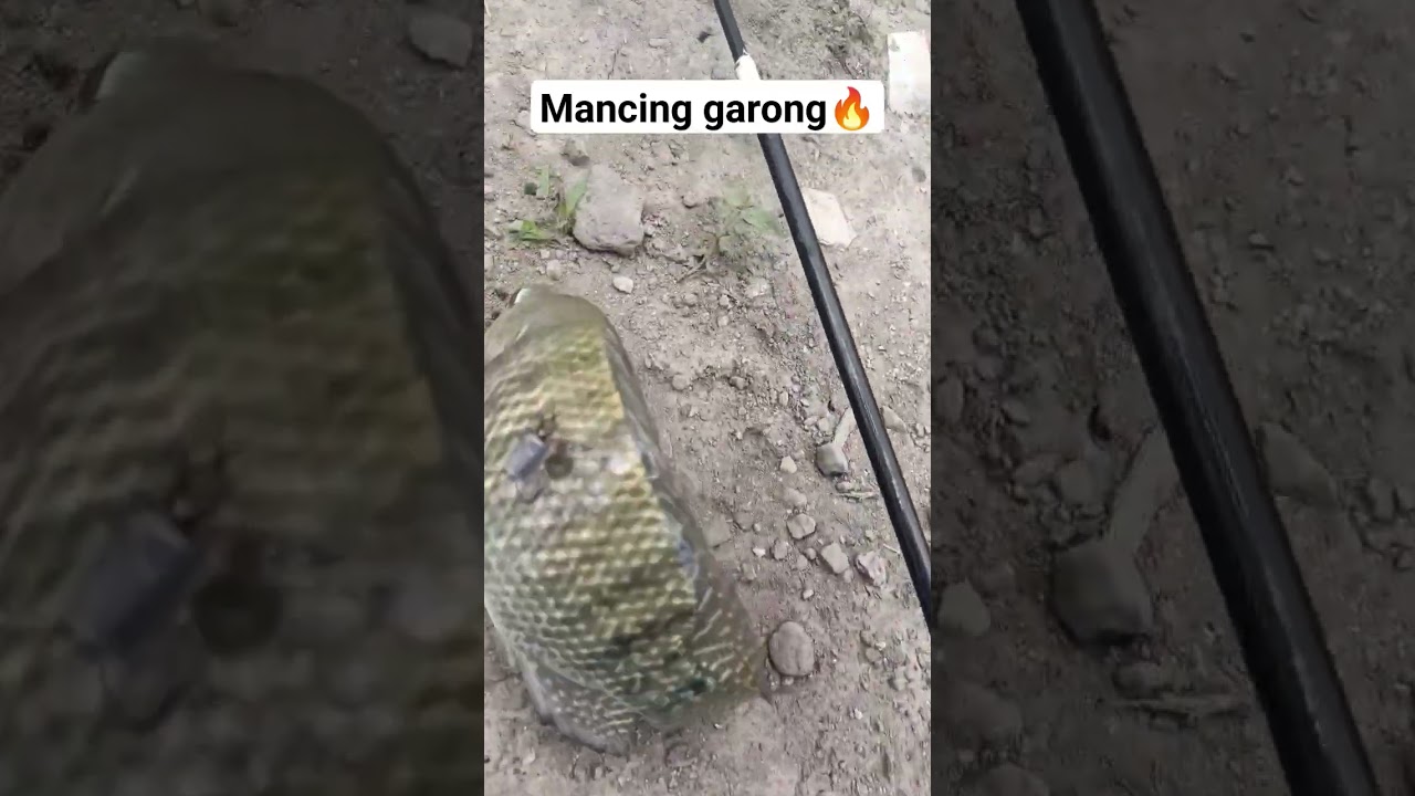 mancing teknik garong🔥 #fishing #mancing #mancingliar #mancinggarong