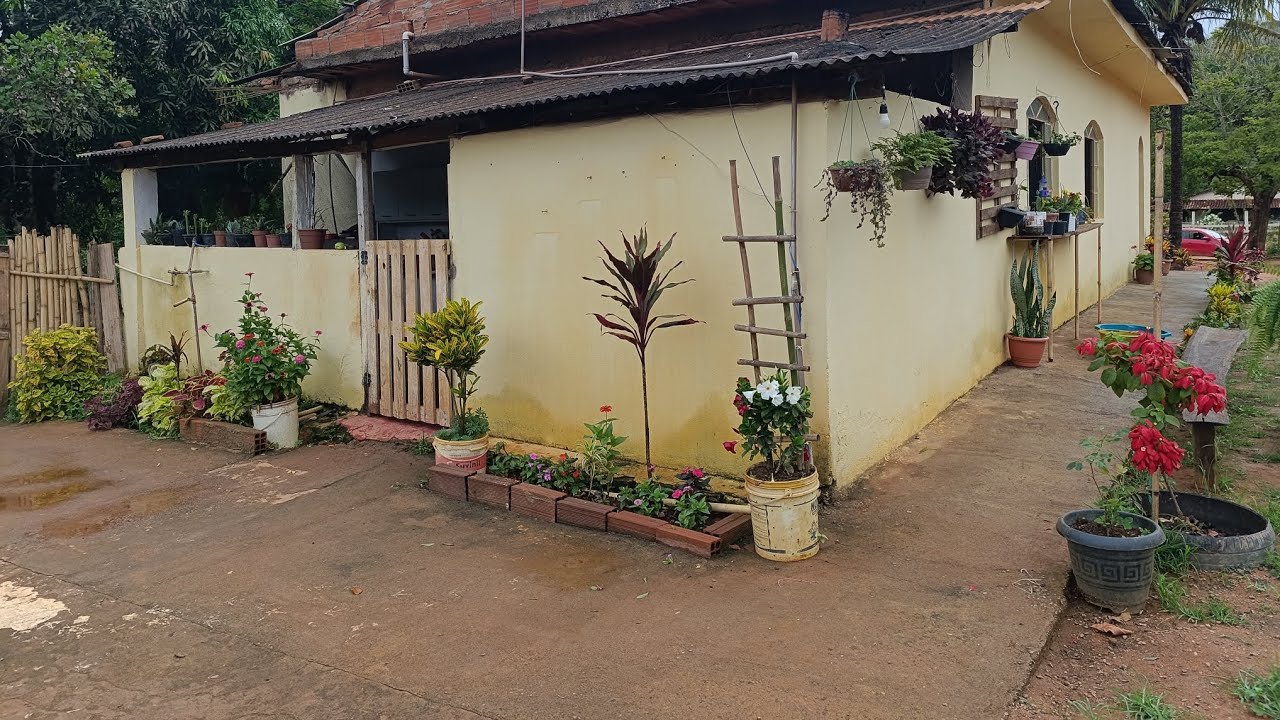 Como estão minhas plantinhas 🌹depois da chuva 💞🌺🌺🌺🌺🌺