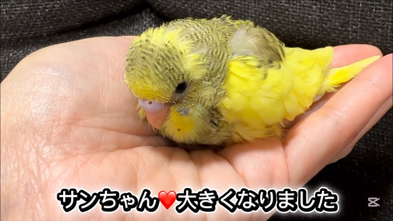 セキセイインコの雛ちゃん大きくなりました　ベタ慣れインコとしてスクスク育っています