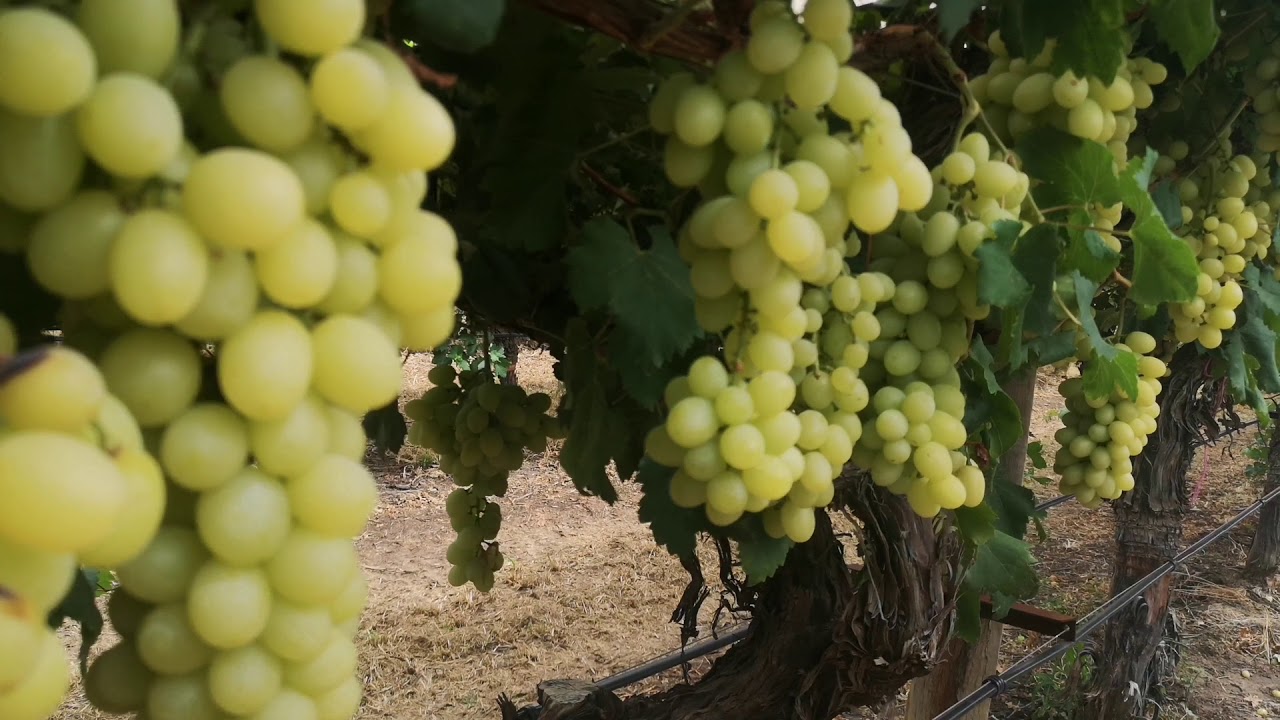 Grapeyard and Winery in Queensland, Australia