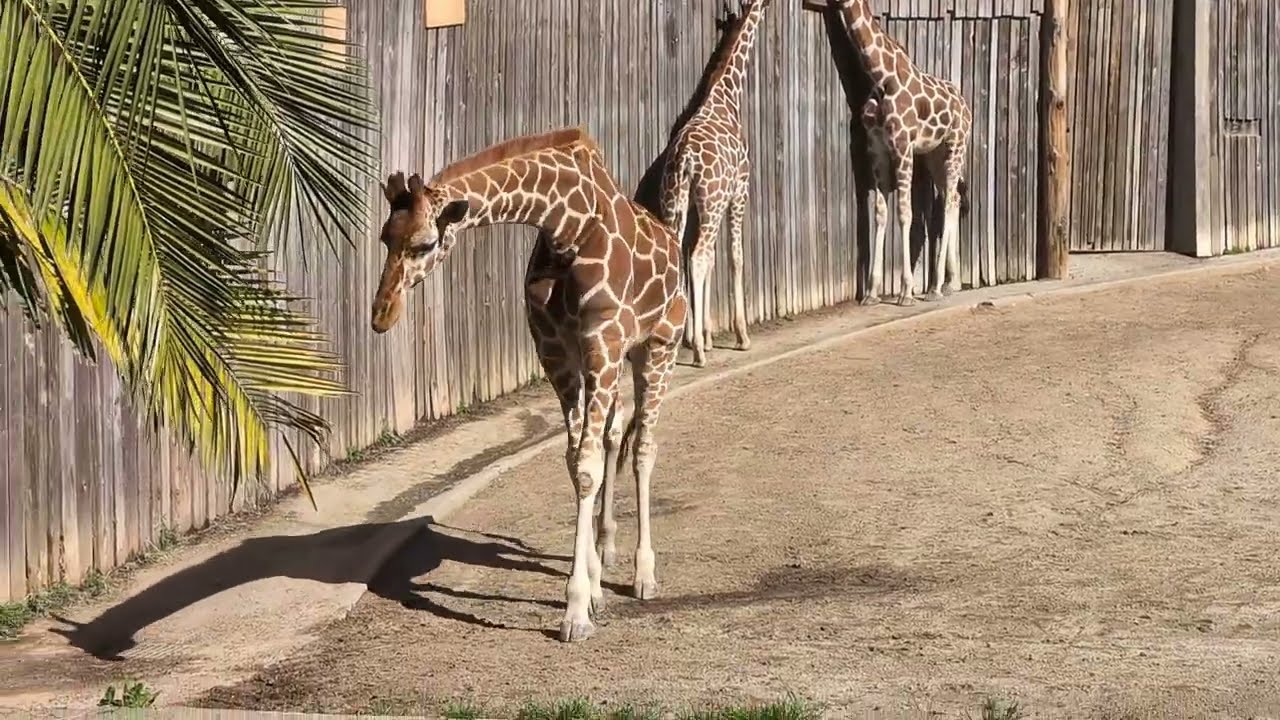 The Oakland Zoo