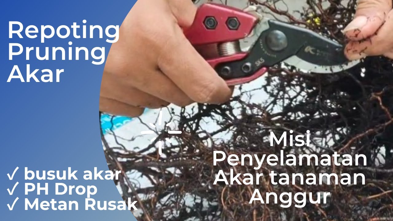 Penanganan Busuk Akar Tanaman Anggur 🍇/ Repoting / Pruning akar dan ganti Media tanam yang baru,🍇❗❗