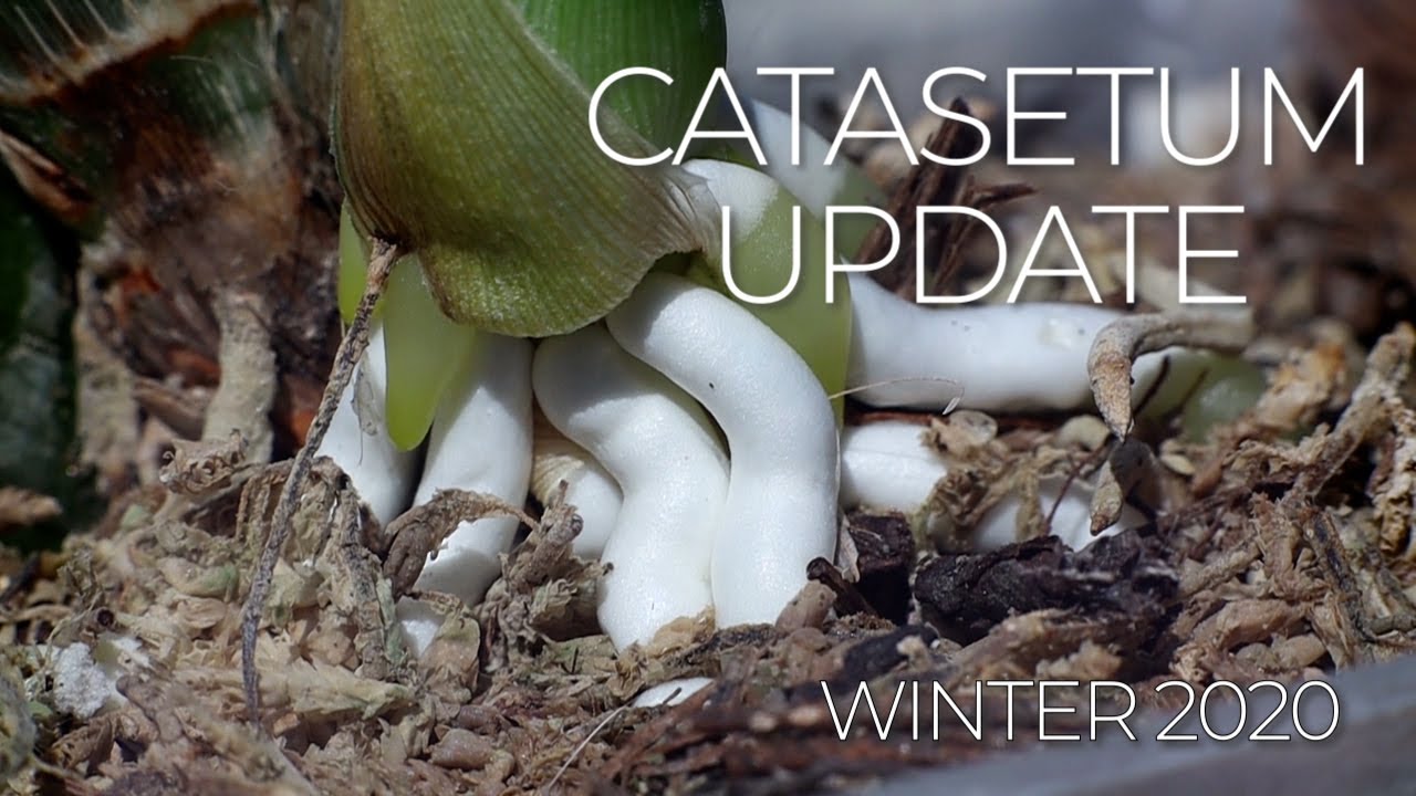 New Roots, New Growth / Breaking Dormancy - Winter 2020 Catasetum Collection Update