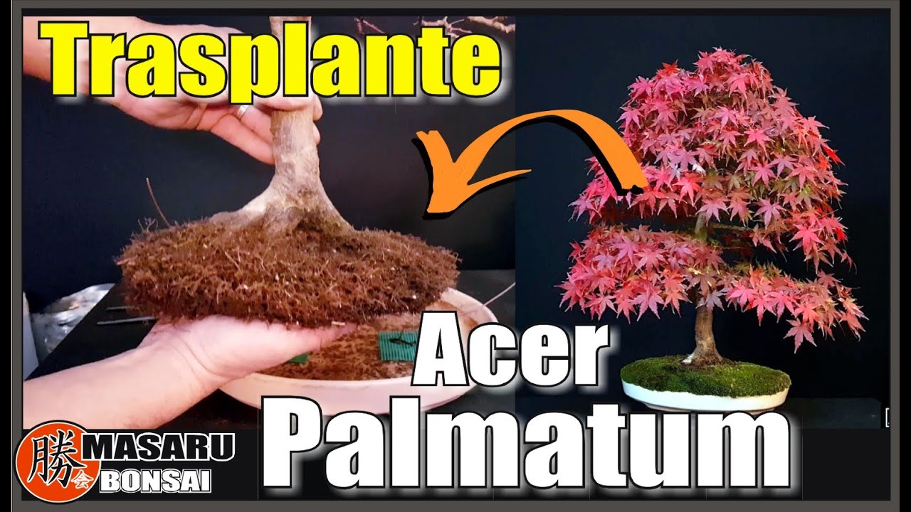 COMO TRASPLANTAR UN BONSAI ACER PALMATUM   - HOW TO MAKE A BONSAI bonsai trees for beginners