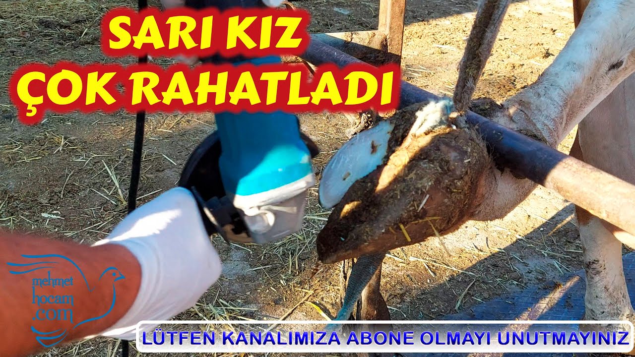 İnek Tırnak Kesimi  Manikür Pedikür-Cow Hoof Trimming