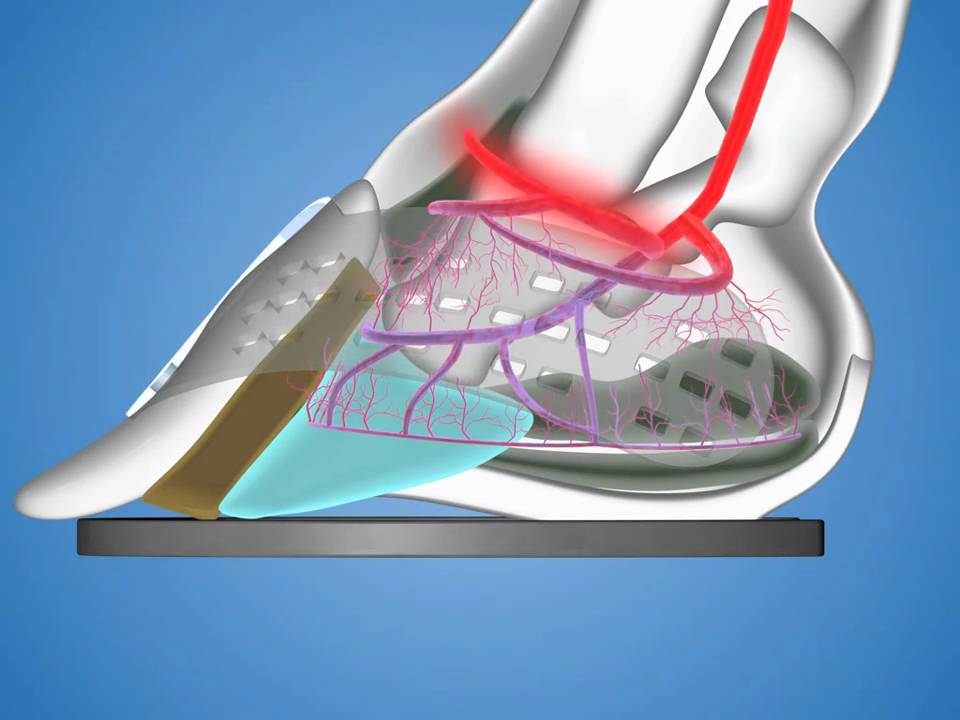 Why the Nolan Hoof Plate™ Works