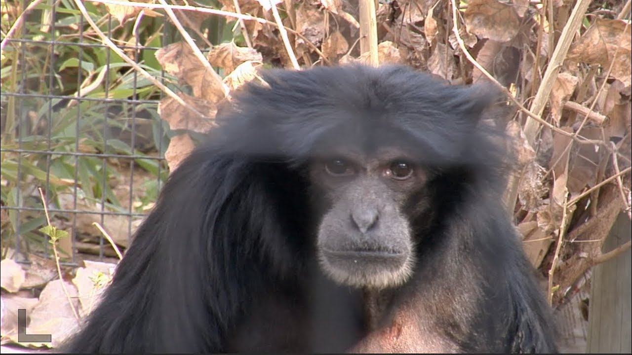 Mornings with the Siamangs
