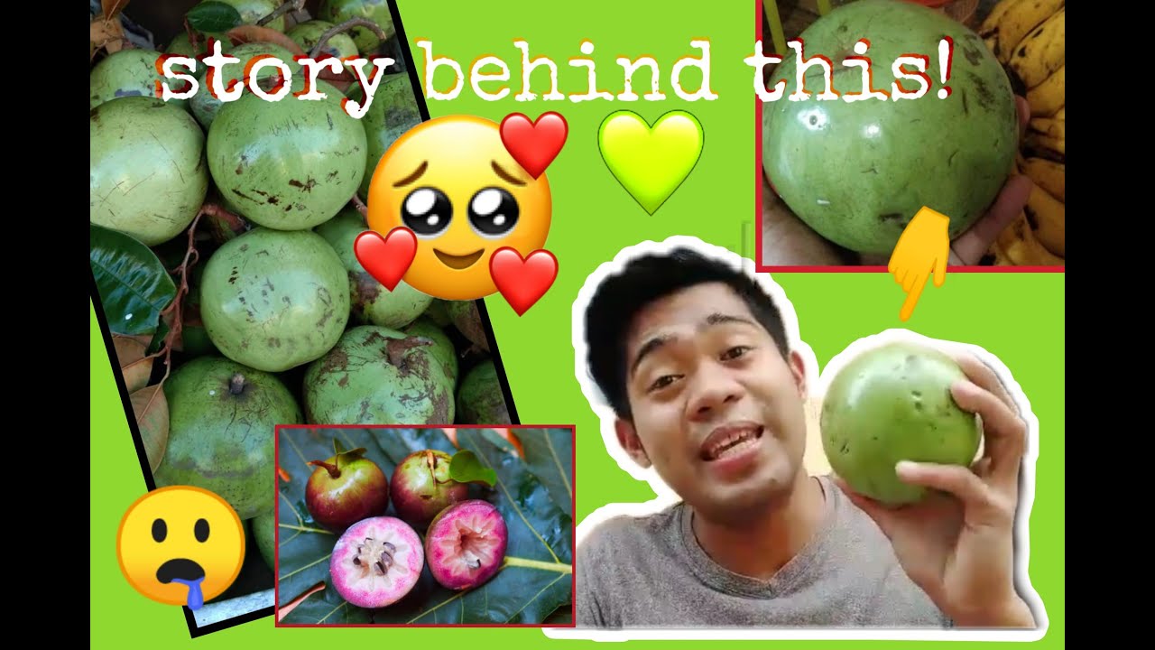 Star Apple (cainito/caimito) | story behind this fruit | kheivhie story