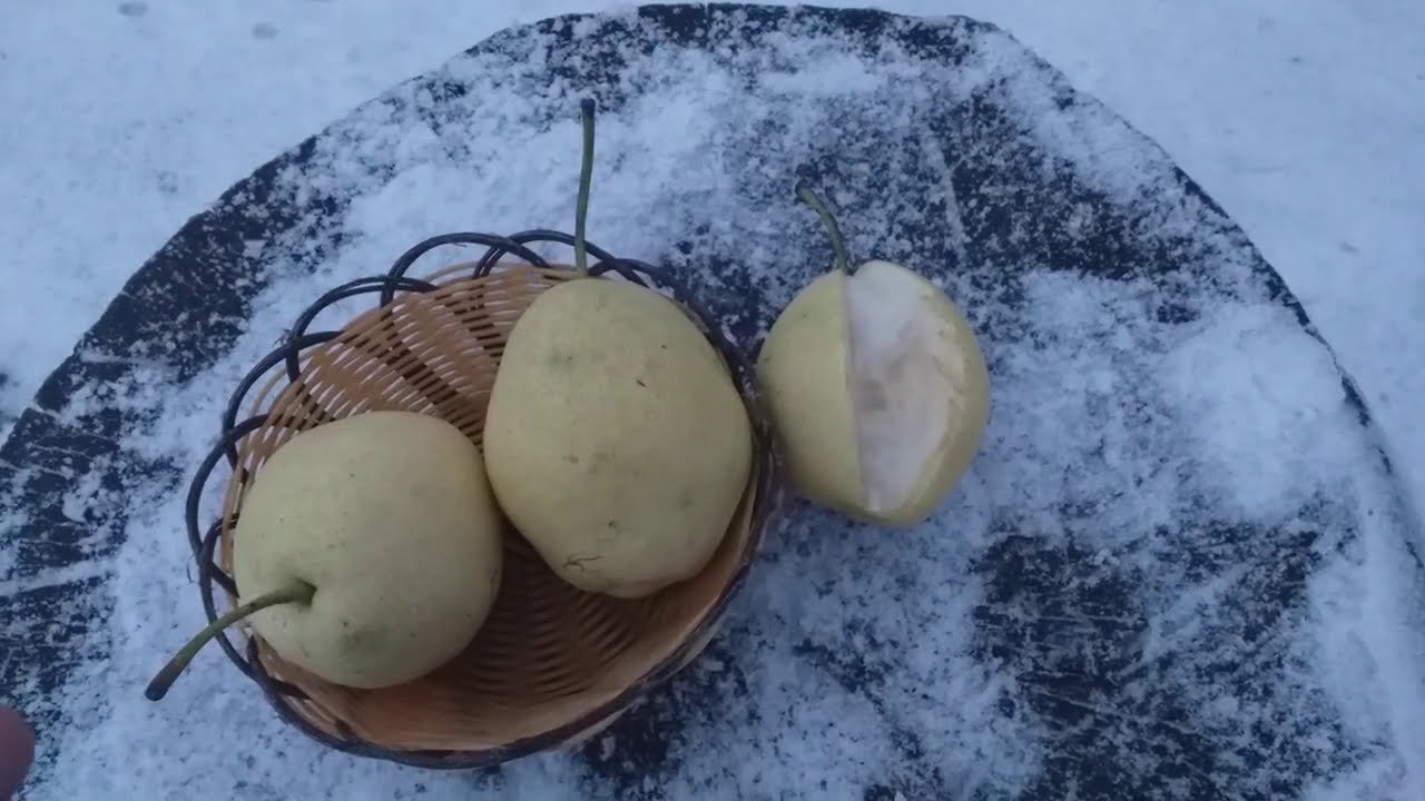Новинка! Редкий сорт! Груша азиатская зимний сорт  Иншу (Pear Inshu). Обзор и дегустация.
