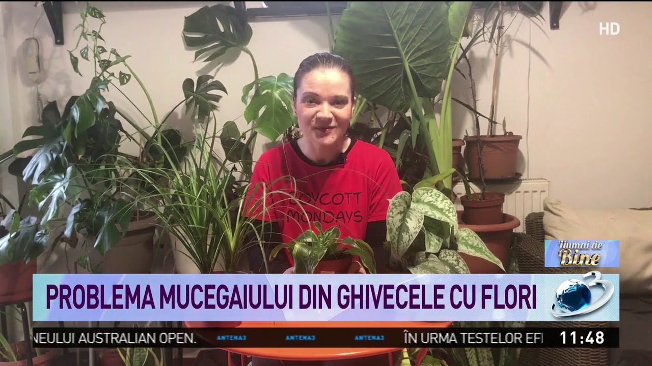 Problema mucegaiului din ghivecele cu flori