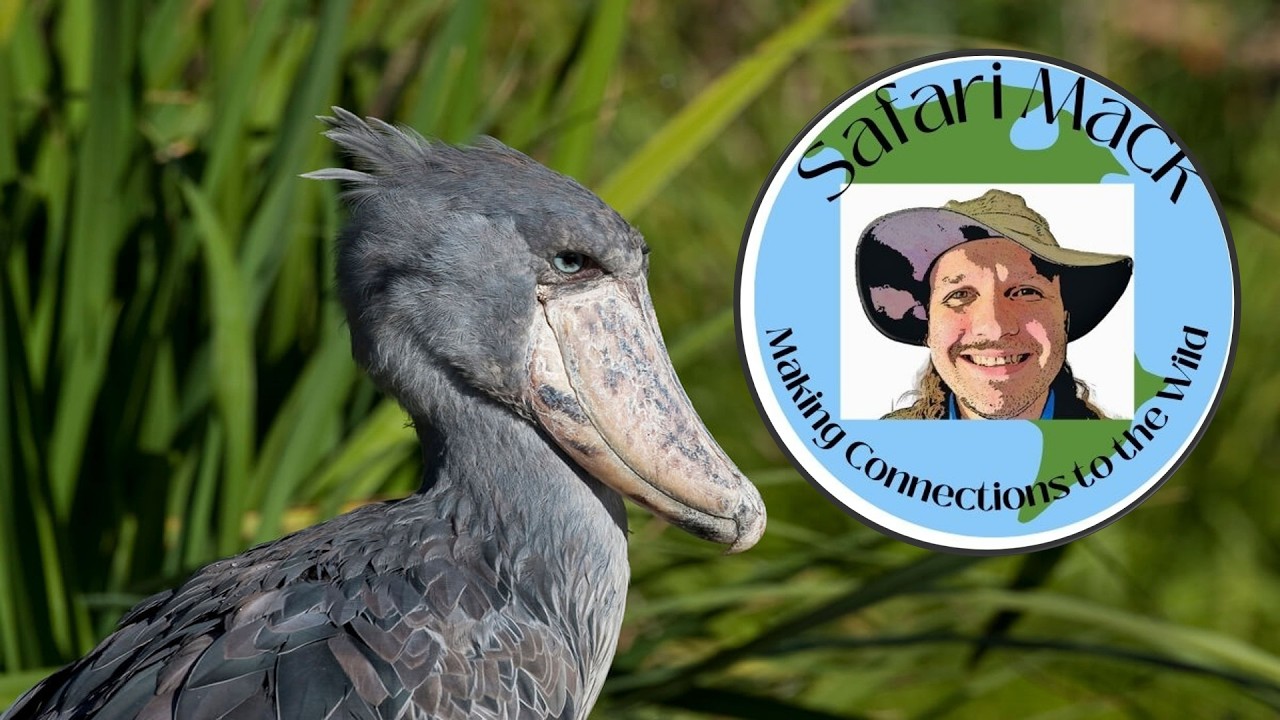 Safari Mack Returns to Africa: Shoebill stork #safarimack #shoebillstork #africanbirds