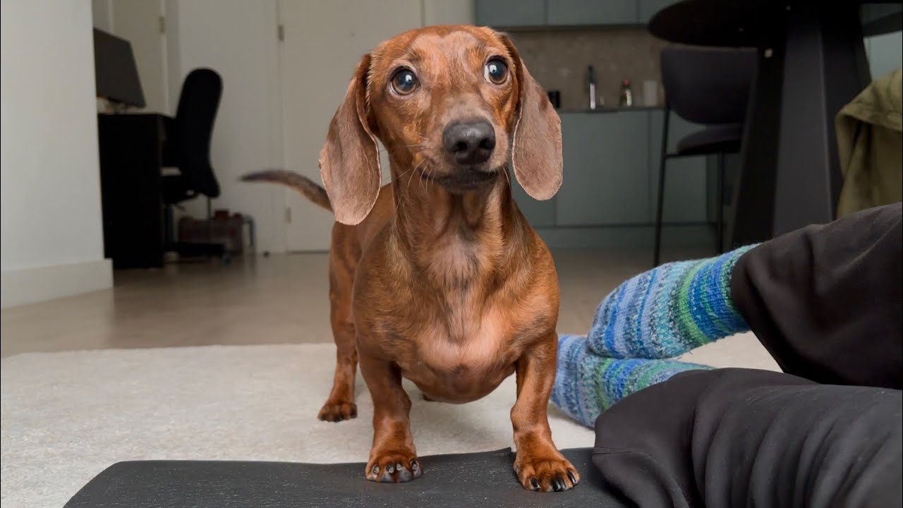Irish weather can't keep a mini dachshund down!