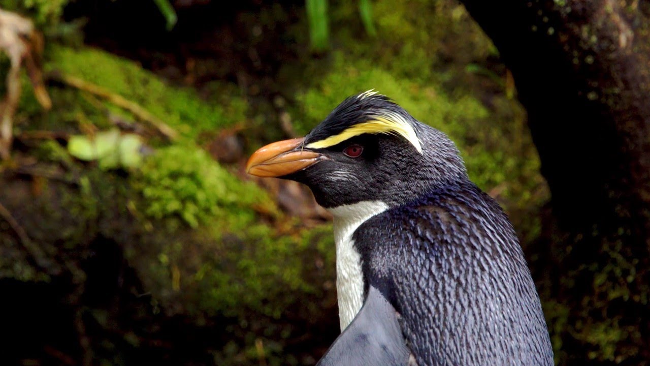 Fiordland Crested Penguins / Tawaki - daytime (15 mins)