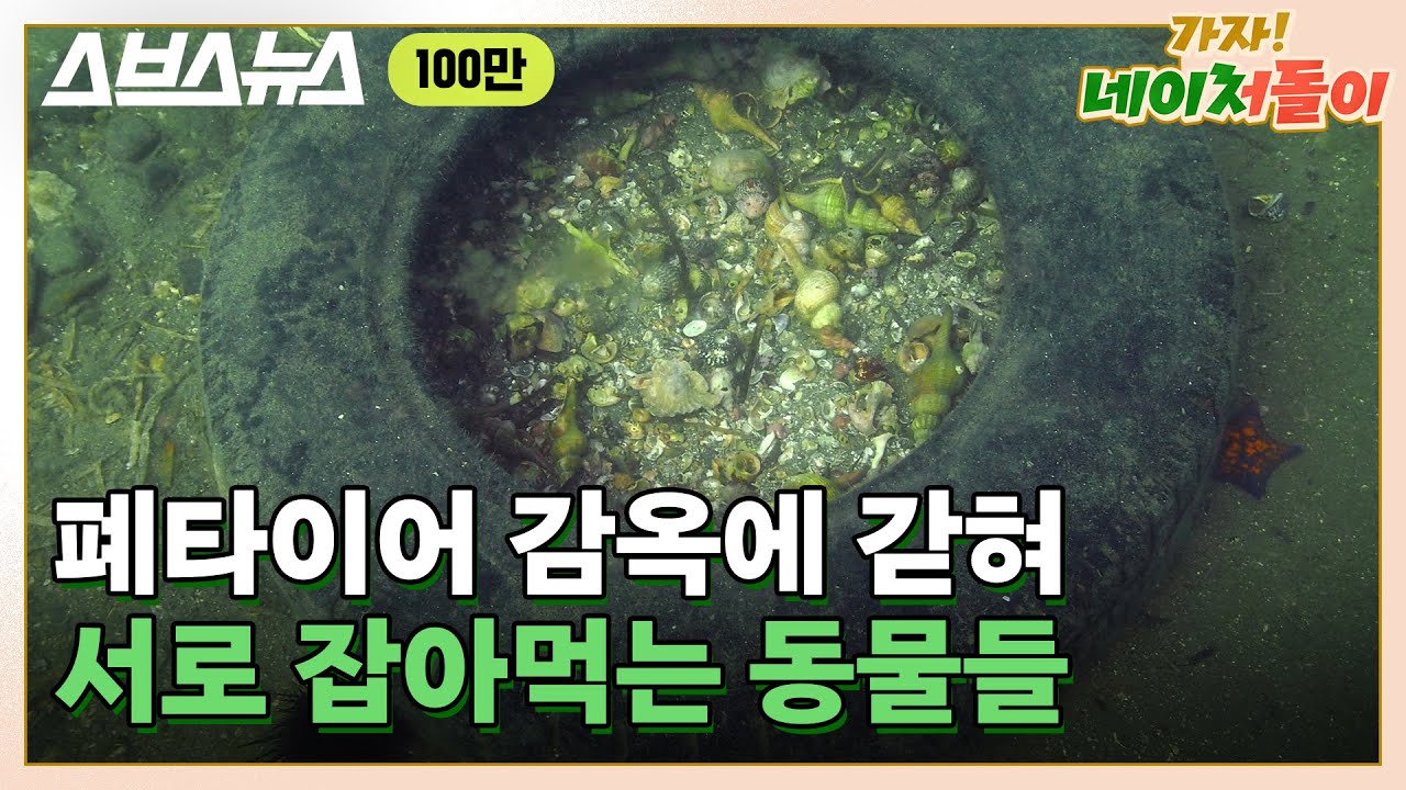 인간이 버린 폐타이어에서 일어난 끔찍한 비극 / 스브스뉴스