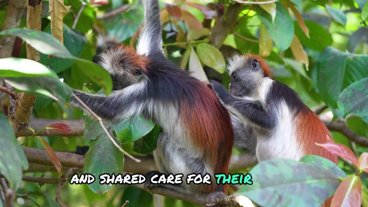 Meet Zanzibar's Rare Red Colobus Monkeys: Nature's Hidden Gem!