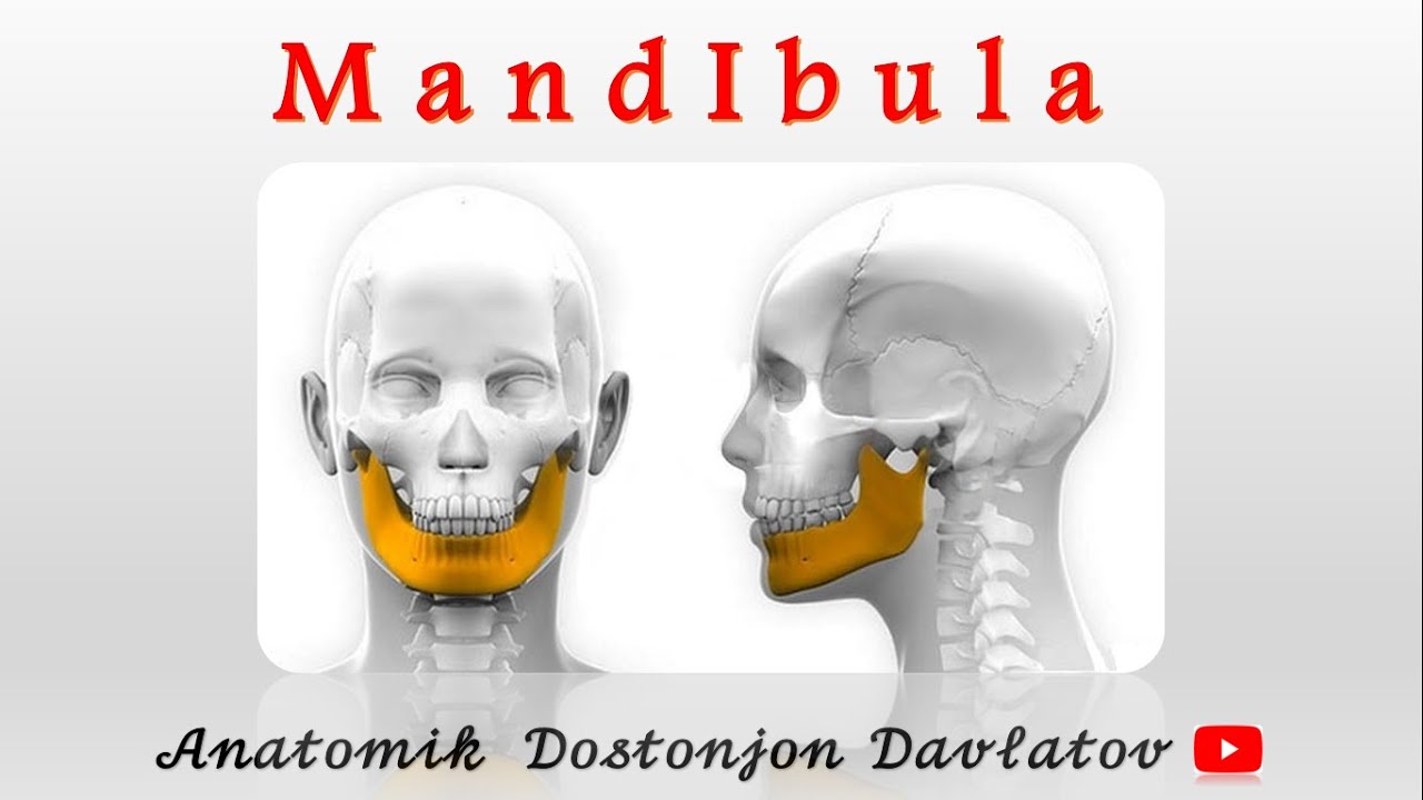 Pastki jag` suyagi anatomiyasi / Mandibula / Osteologiya / Anatomiya video darsliklari