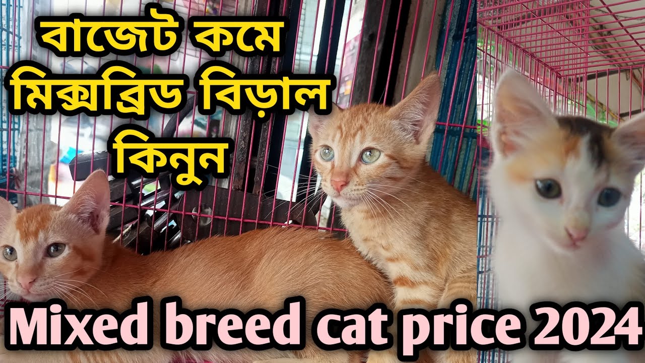 Mixed breed cat price in Bangladesh|Cat price in 2024| Katabon animal market in Bangladesh| #persian
