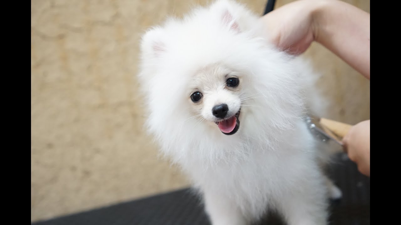 ポメちゃん４ヶ月で初めてのトリミング　/  First grooming in 4 months. Pomeranian