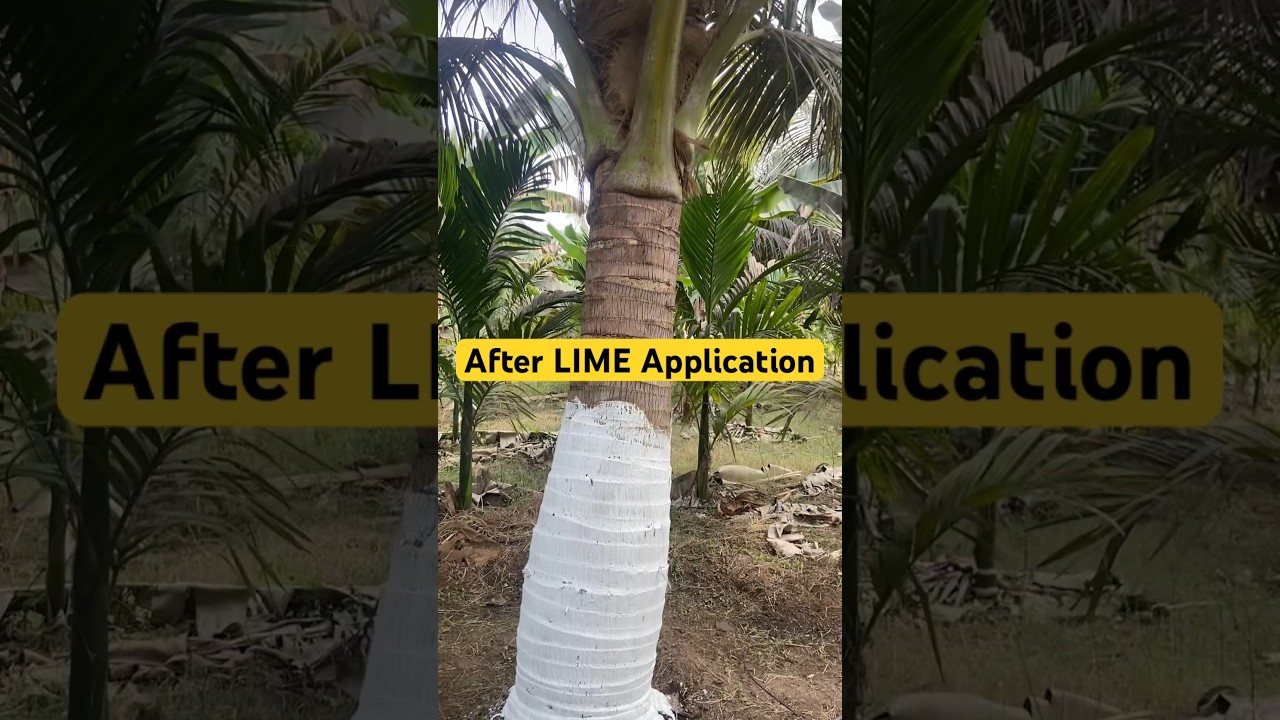 How to control TERMITES naturally?  #shortsfeed #nurture5 #pestcontrol #ecofriendly #ecosystem