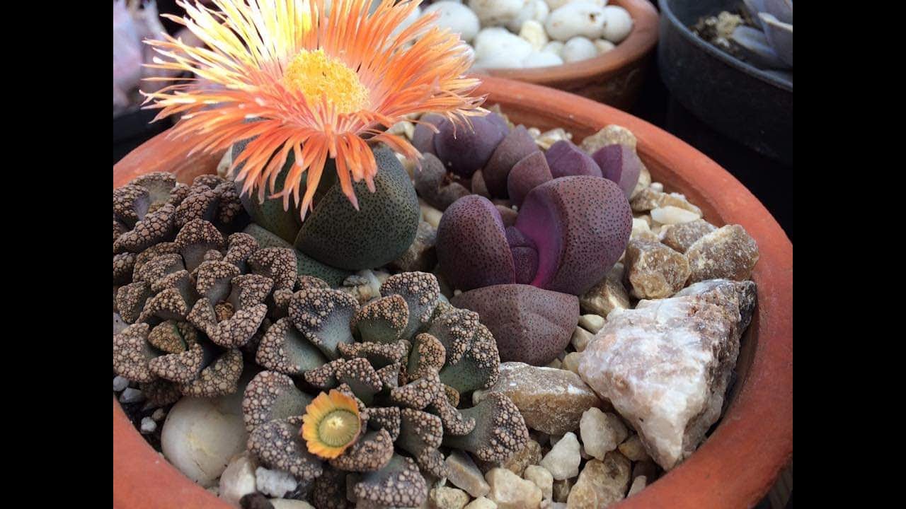 Piedras vivientes/ Lithops cuidados de mis plantas