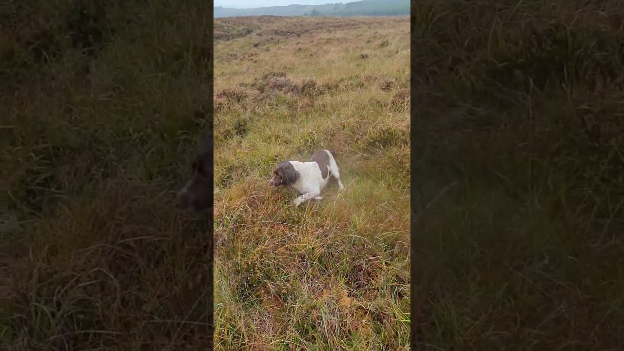 English Springer Spaniel Hunting