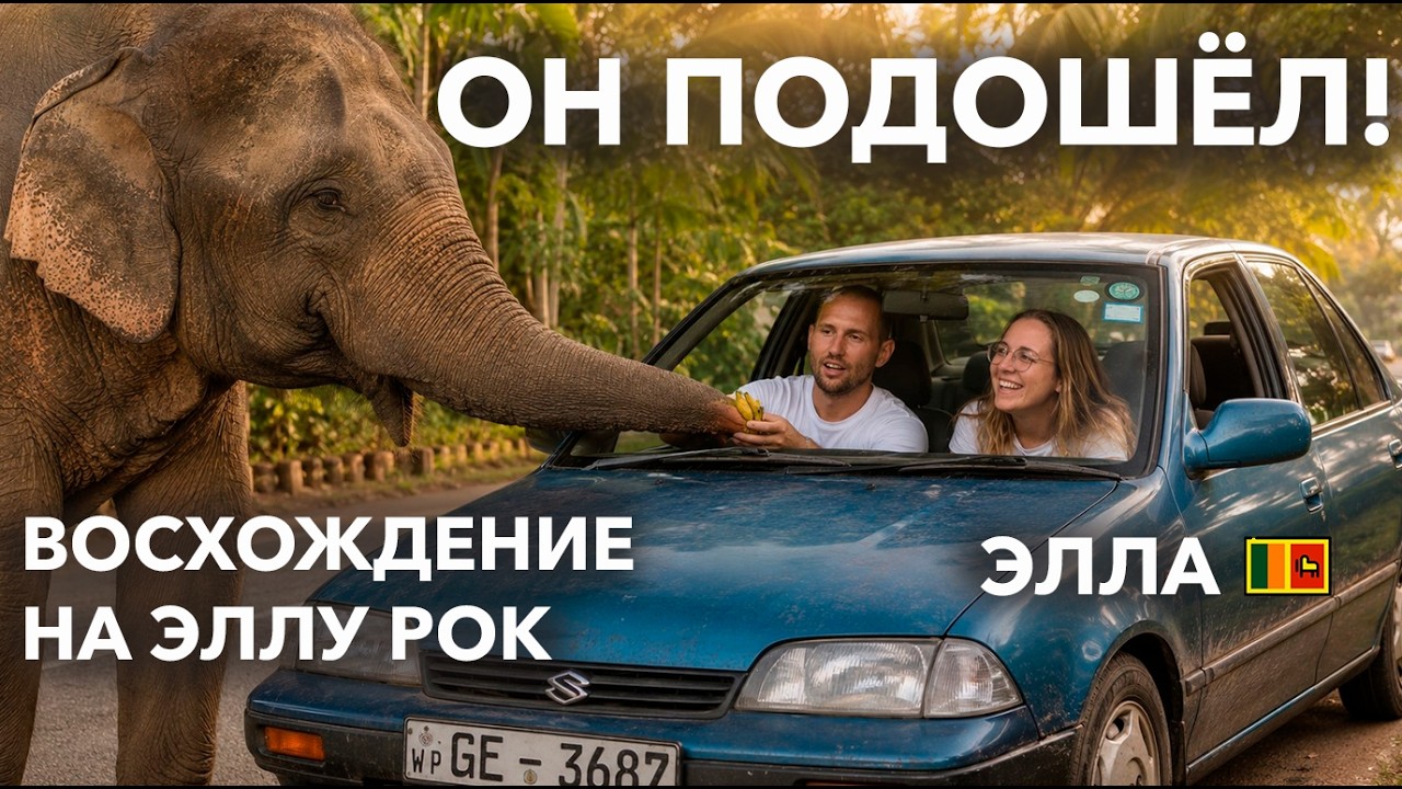 ДИКИЕ СЛОНЫ на ШРИ-ЛАНКЕ. Трекинг на ЭЛЛУ-РОК. ЭЛЛА. #шриланка