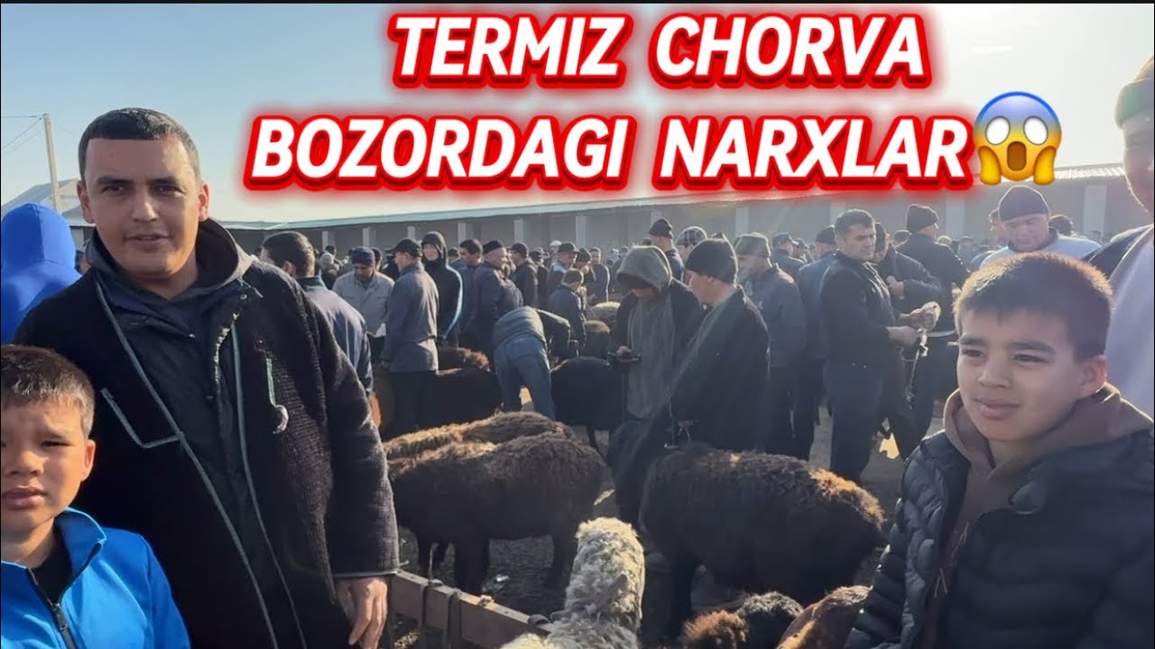 CHORVA NARXLARI TERMIZ CHORVA BOZORIDA