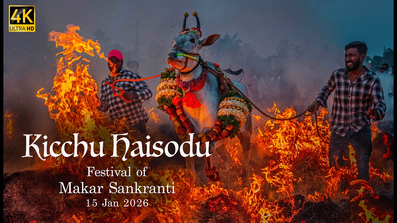 Kicchu Haisodu (Bonfire) Unique Festival of makar sankranti 2026 | Siddalingapura Mysore Karnataka.