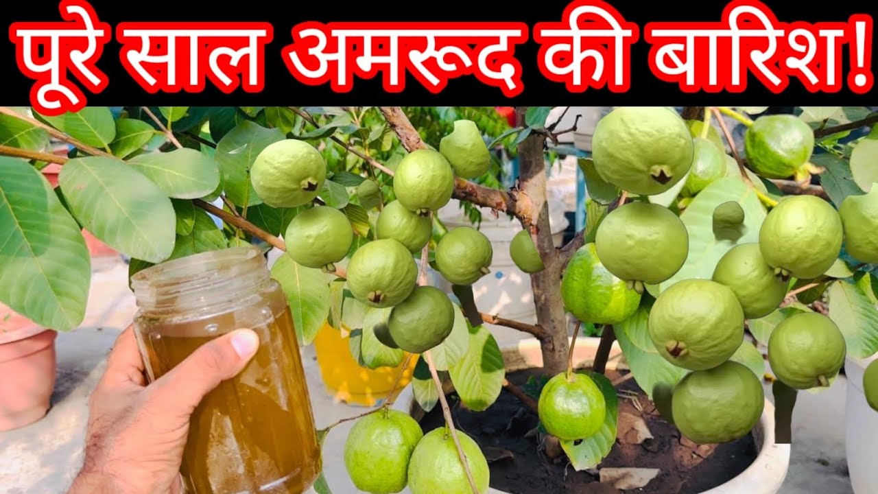 यह चीज डालते ही बड़े-बड़े अमरुद आना शुरू!Rain of guavas all year long!