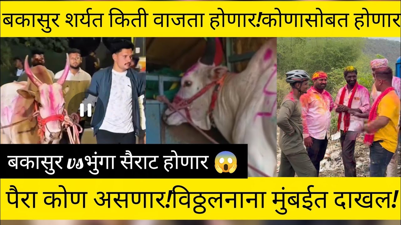 बकासुर शर्यत किती वाजता होणार!कोणासोबत होणार!पैरा कोण असणार!विठ्ठलनाना मुंबईत दाखल!बकासुर vsभुंगा😱