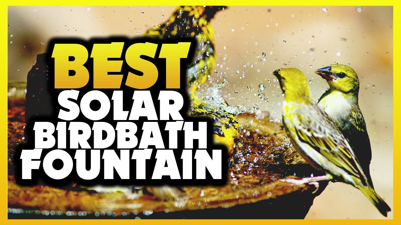 ✅ Best Solar Birdbath Fountains [Avoid Mistakes To Save $100]