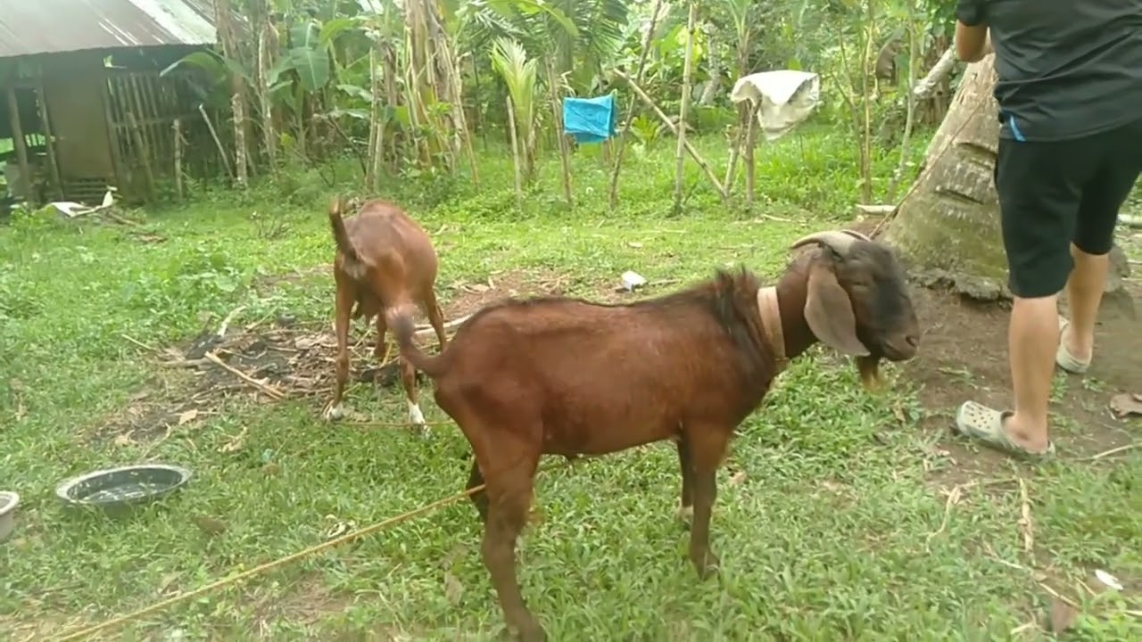Farm update/goat update