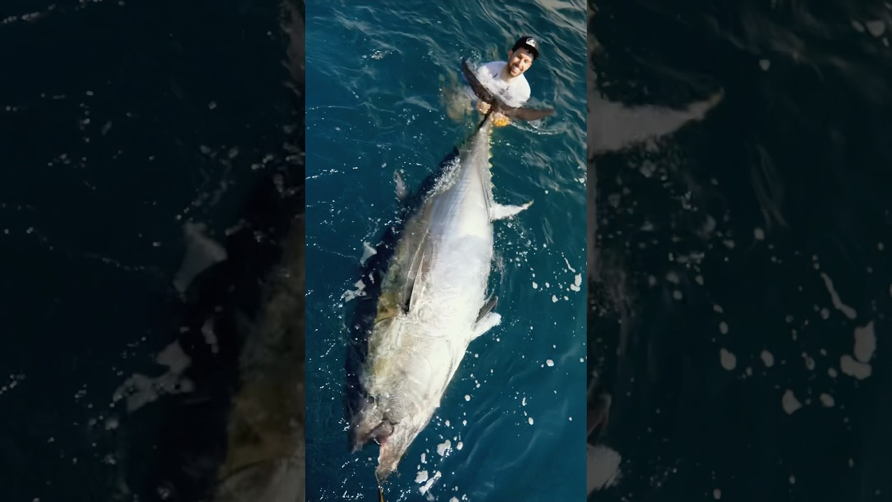 MASSIVE 800lb Tuna