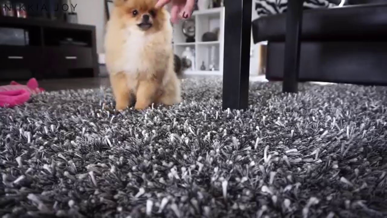 SUGAR/CARB FREE GRANOLA + WASHING OUR POMERANIAN PUPPY! | NIKKIA JOY VLOGS EPISODE 8