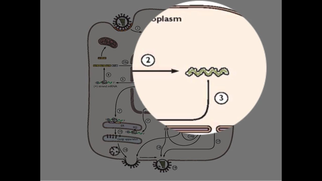 Negative strand RNA synthesis