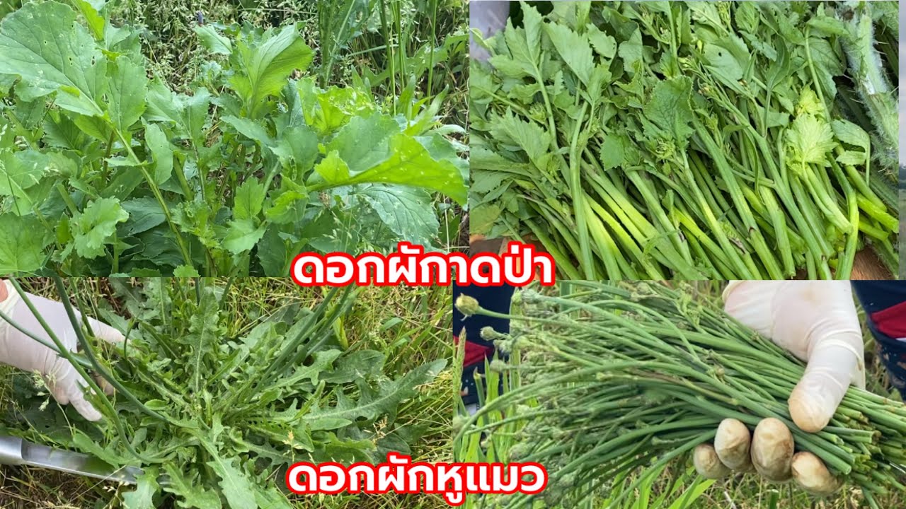 เก็บผักป่าได้ผักหลายอย่าง ผักหูแมวผักกาดดอกหัวไชเท้าฝรั่งผักติ้วฝรั่งมีแต่อ่อนๆสวยๆ21/5/2024