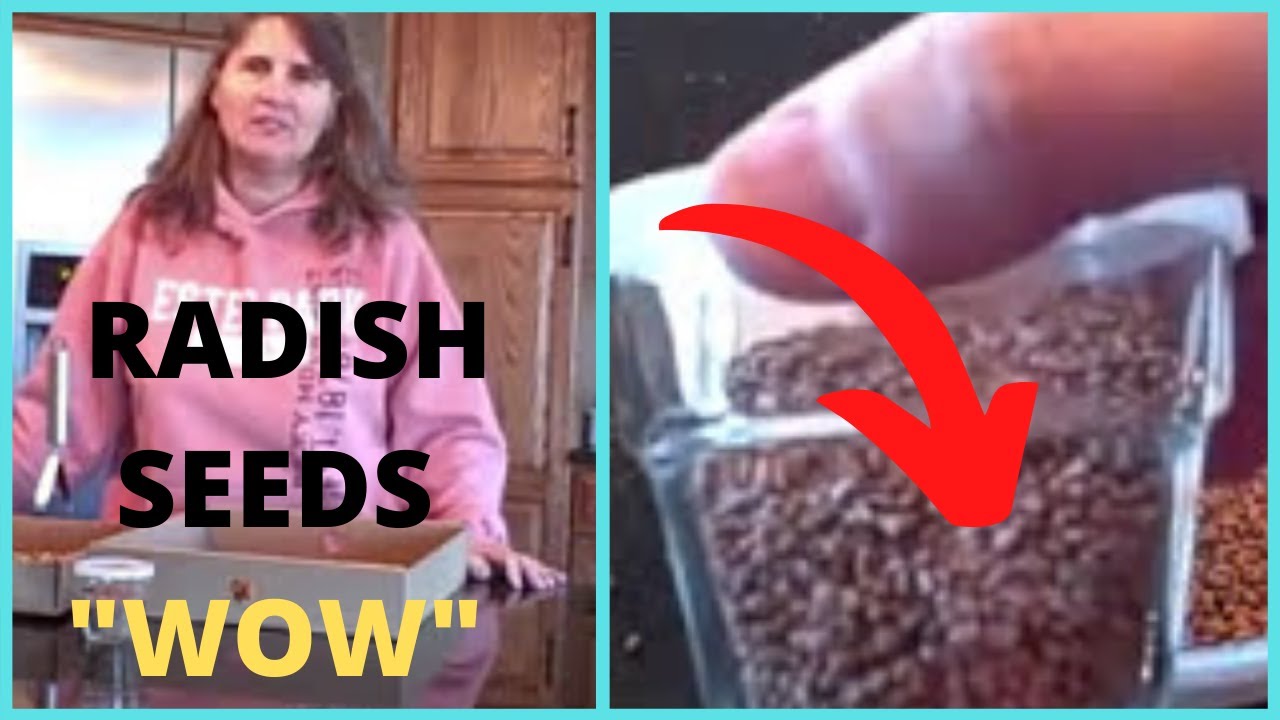 How to  Remove Radish Seeds from Collected Dried Radish Pods