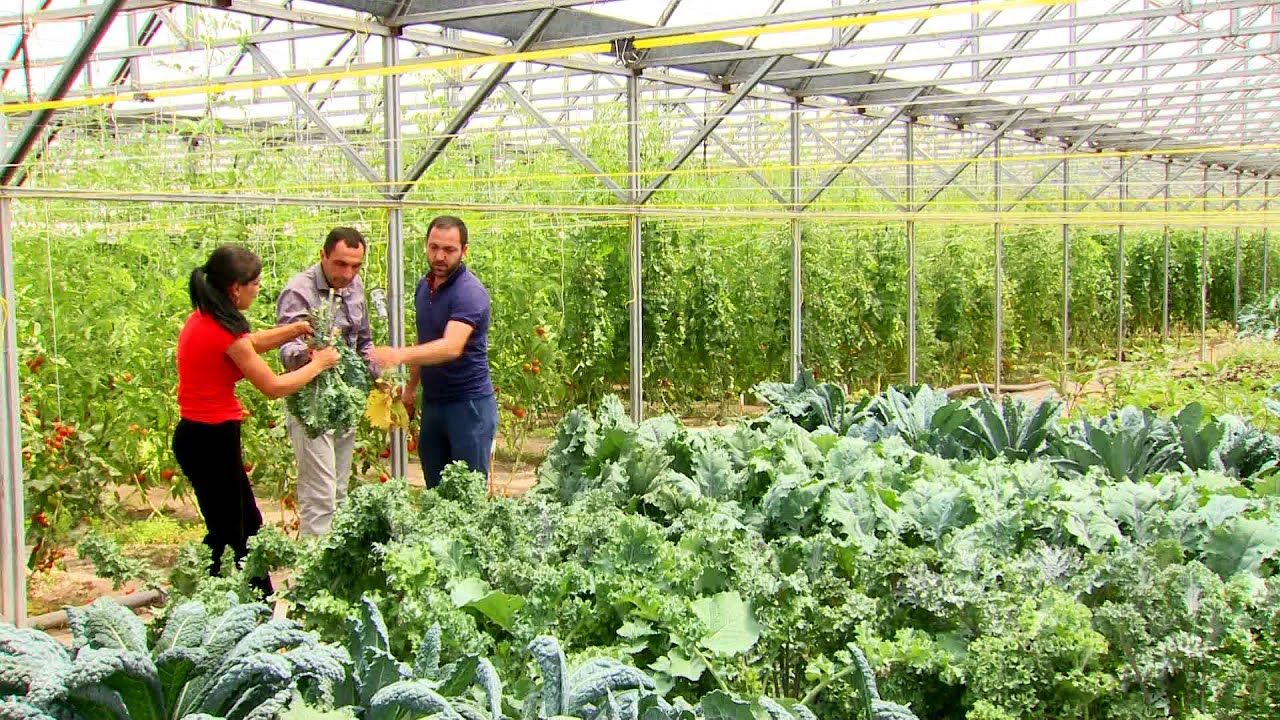 գյուղ Չոբանքյարա