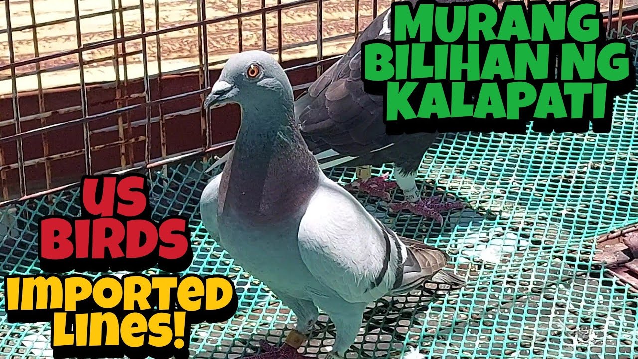 MURANG BENTAHAN NG KALAPATI SA VALENZUELA, SOBRANG DAMING IMPORTED LINES, IBA IBANG MGA KULAY SOLID!