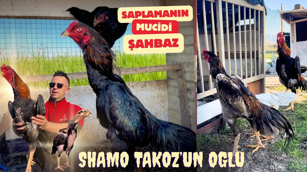 Shamo Scarface Takoz ilk yavruları, saplamanın mucidi Şahbaz
