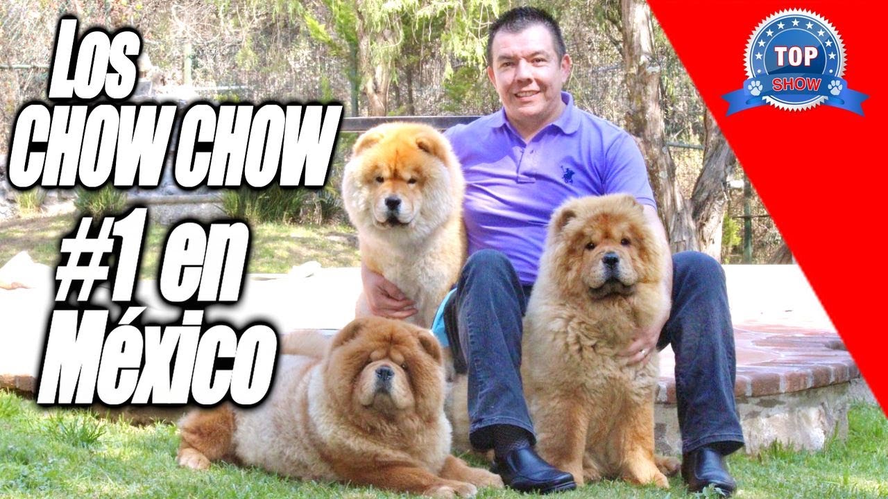CHOW CHOW 