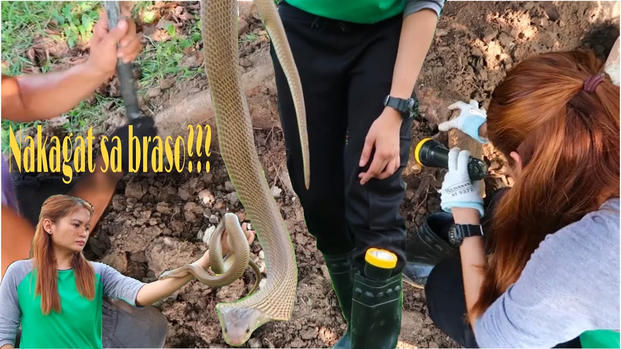 MATAPANG NA COBRA, UUBRA KAYA SIYA KAY PRINCESS TUKLAW?? ABANGAN! #princesstuklaw #cobra