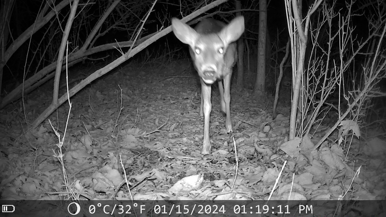 Deer Gets Too Close to the Camera… Leaves a Mess